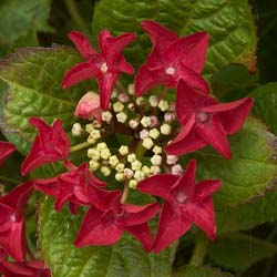 Hydrangea, Rotschwanz